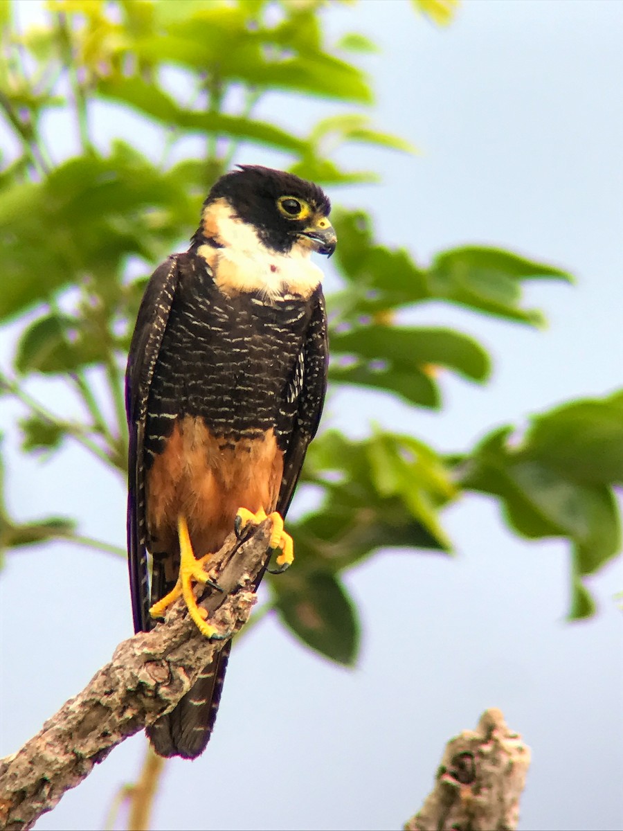 コウモリハヤブサ - ML644621655