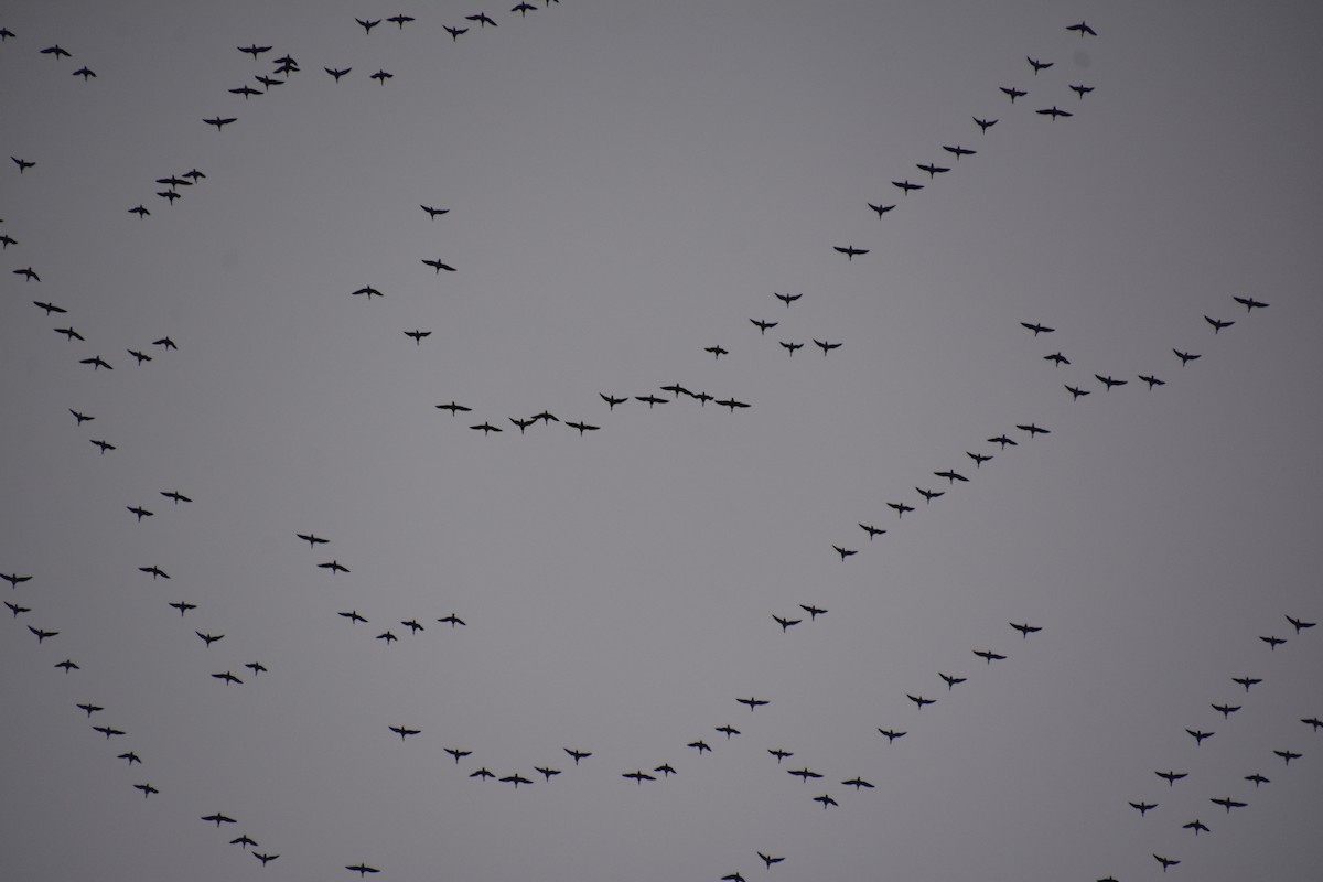 ringgås - ML644621667