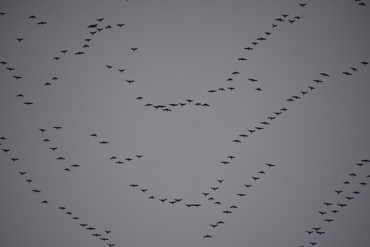 ringgås - ML644621668