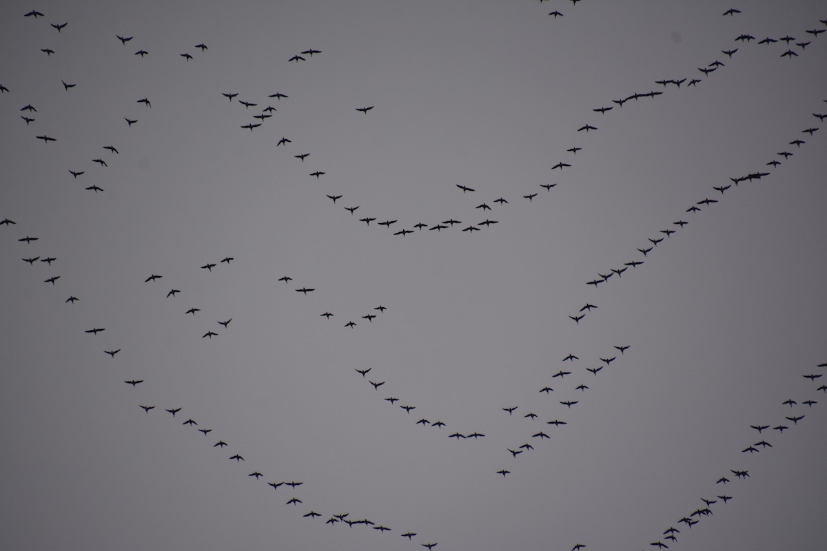 ringgås - ML644621669