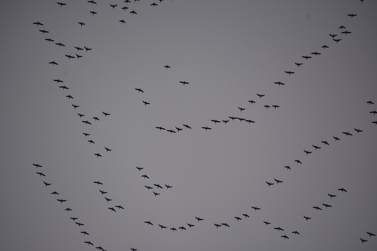 ringgås - ML644621670