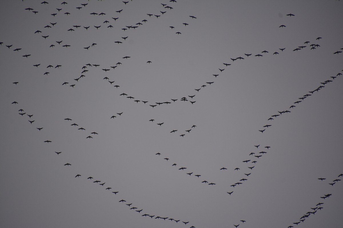 ringgås - ML644621671