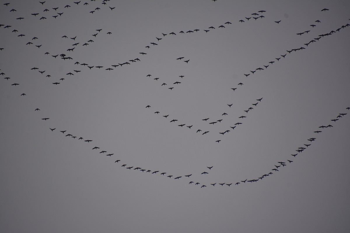 ringgås - ML644621672