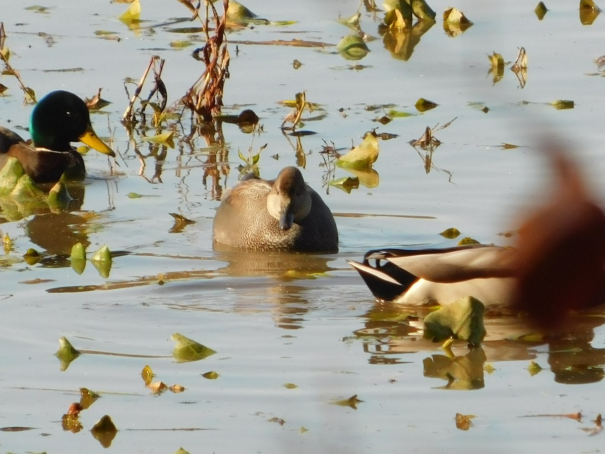 オカヨシガモ - ML644621685