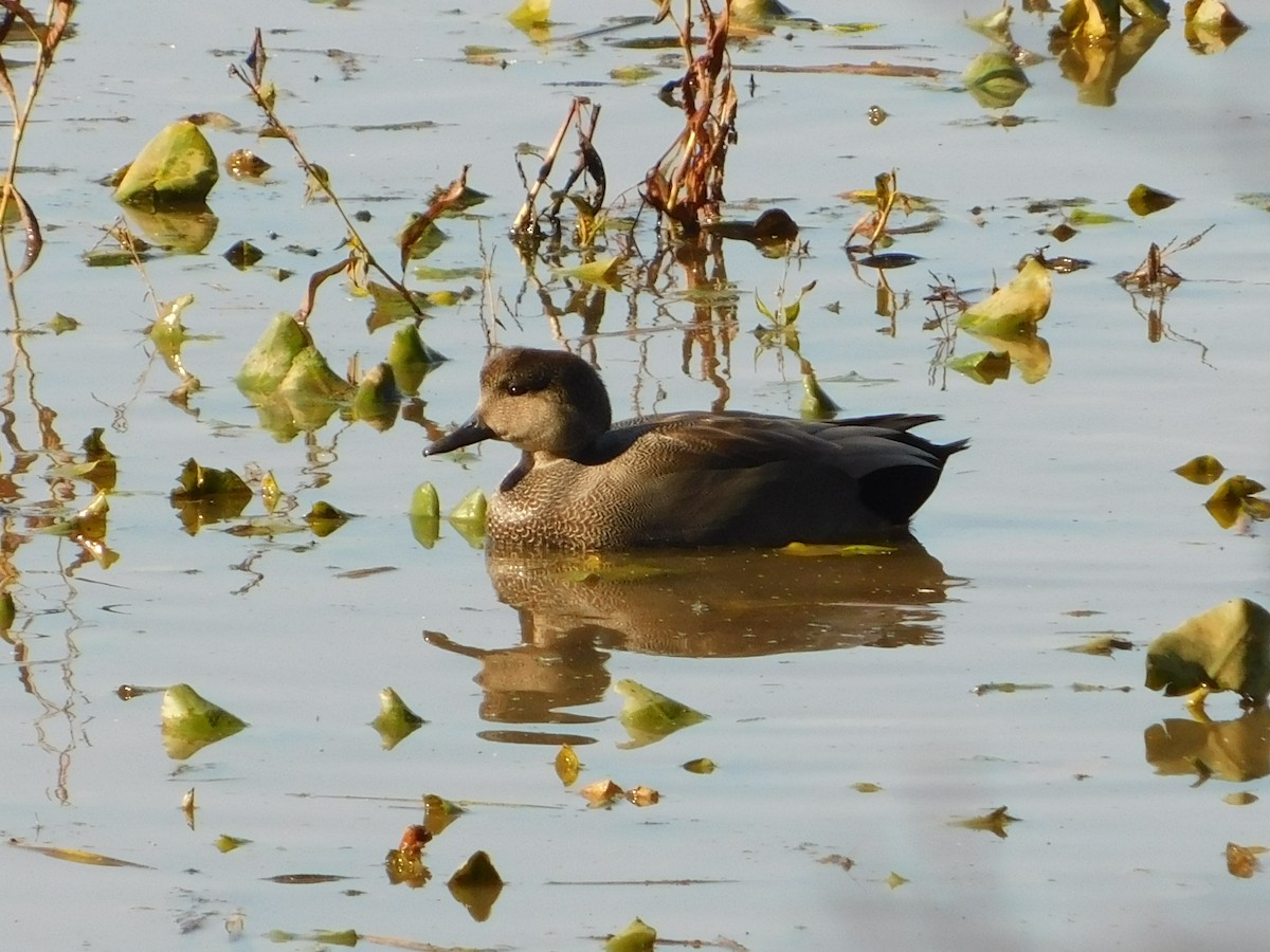 オカヨシガモ - ML644621686
