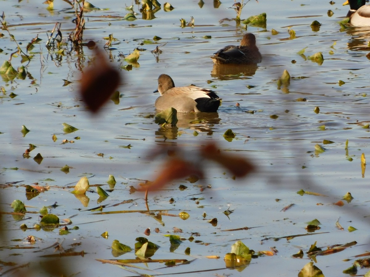 オカヨシガモ - ML644621688