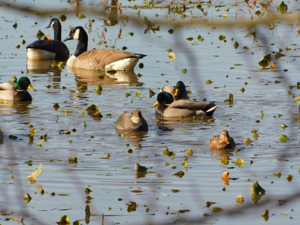 オカヨシガモ - ML644621689