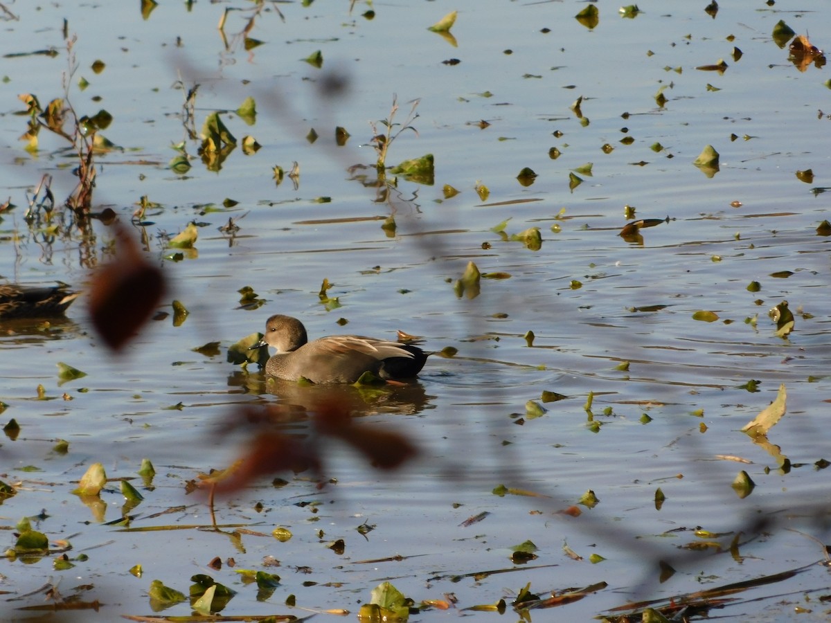 オカヨシガモ - ML644621690