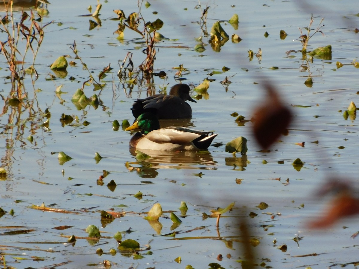 オカヨシガモ - ML644621691