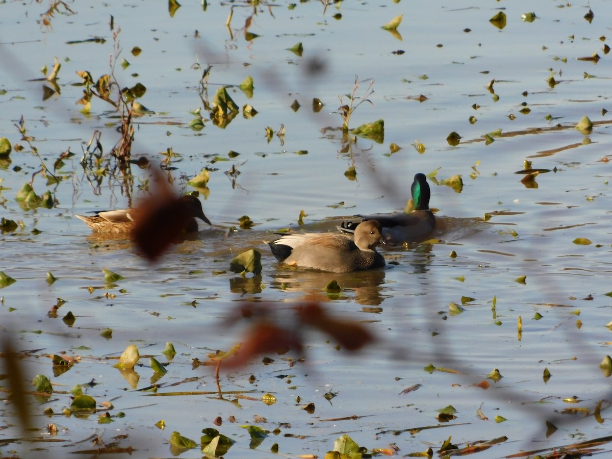 オカヨシガモ - ML644621692