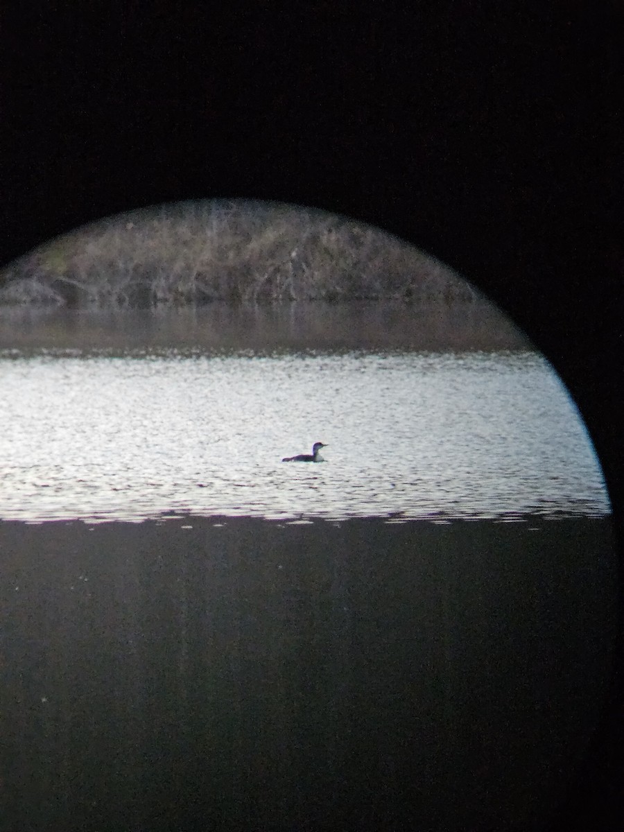 Common Loon - ML644621720