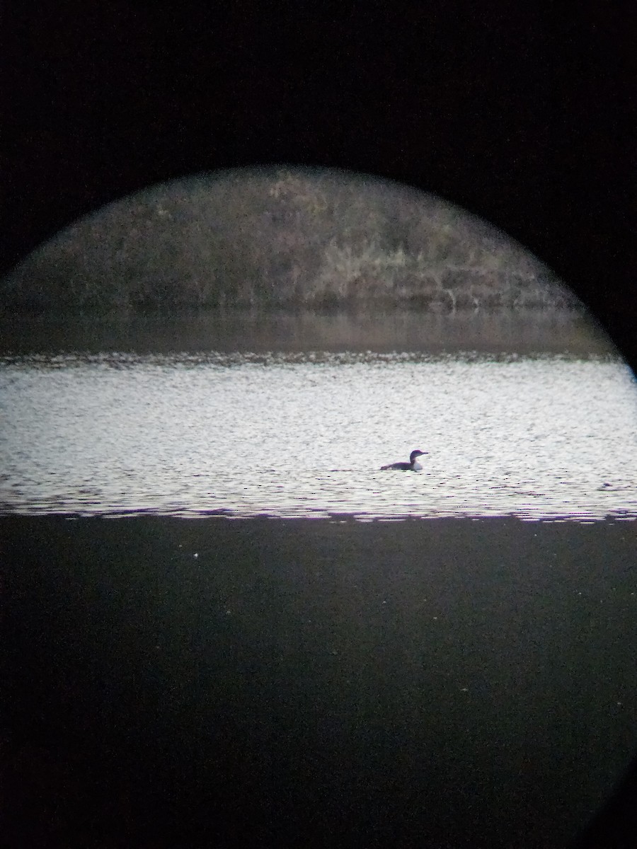 Common Loon - ML644621722