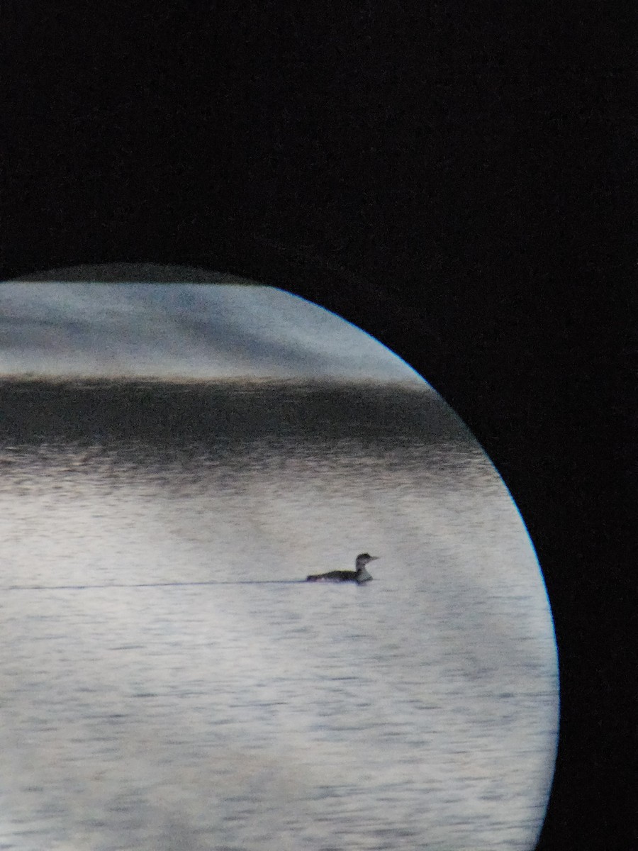 Common Loon - ML644621723