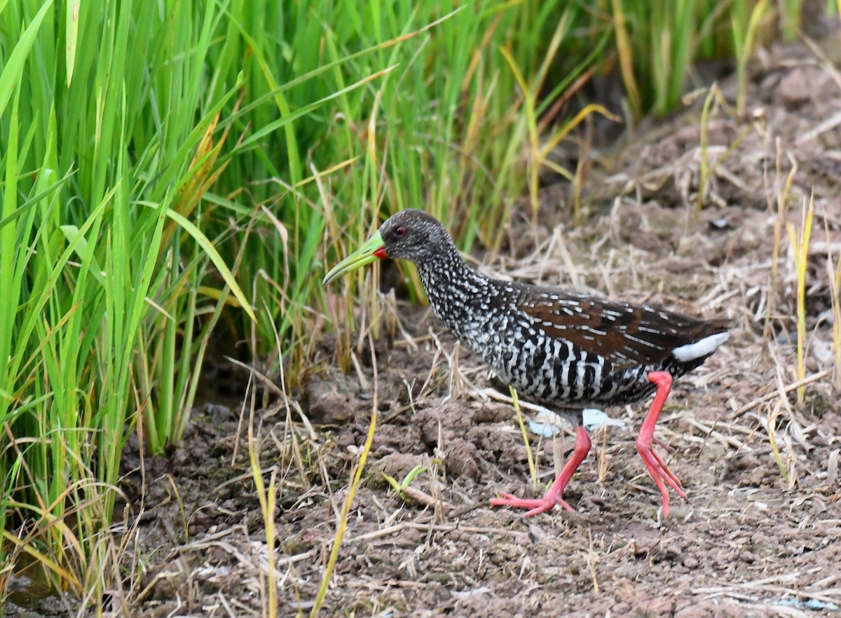 Spotted Rail - ML644621730