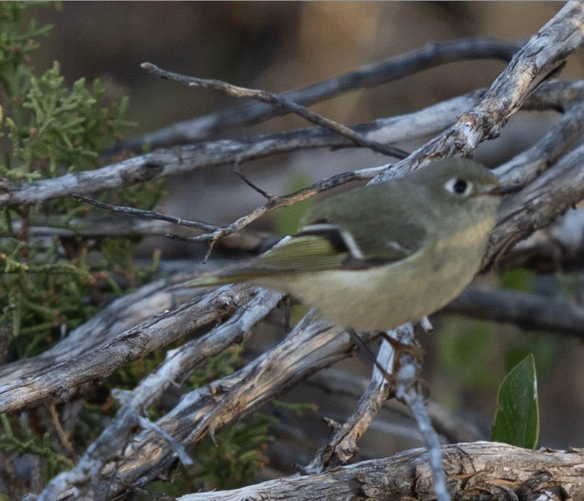 králíček americký - ML644621751