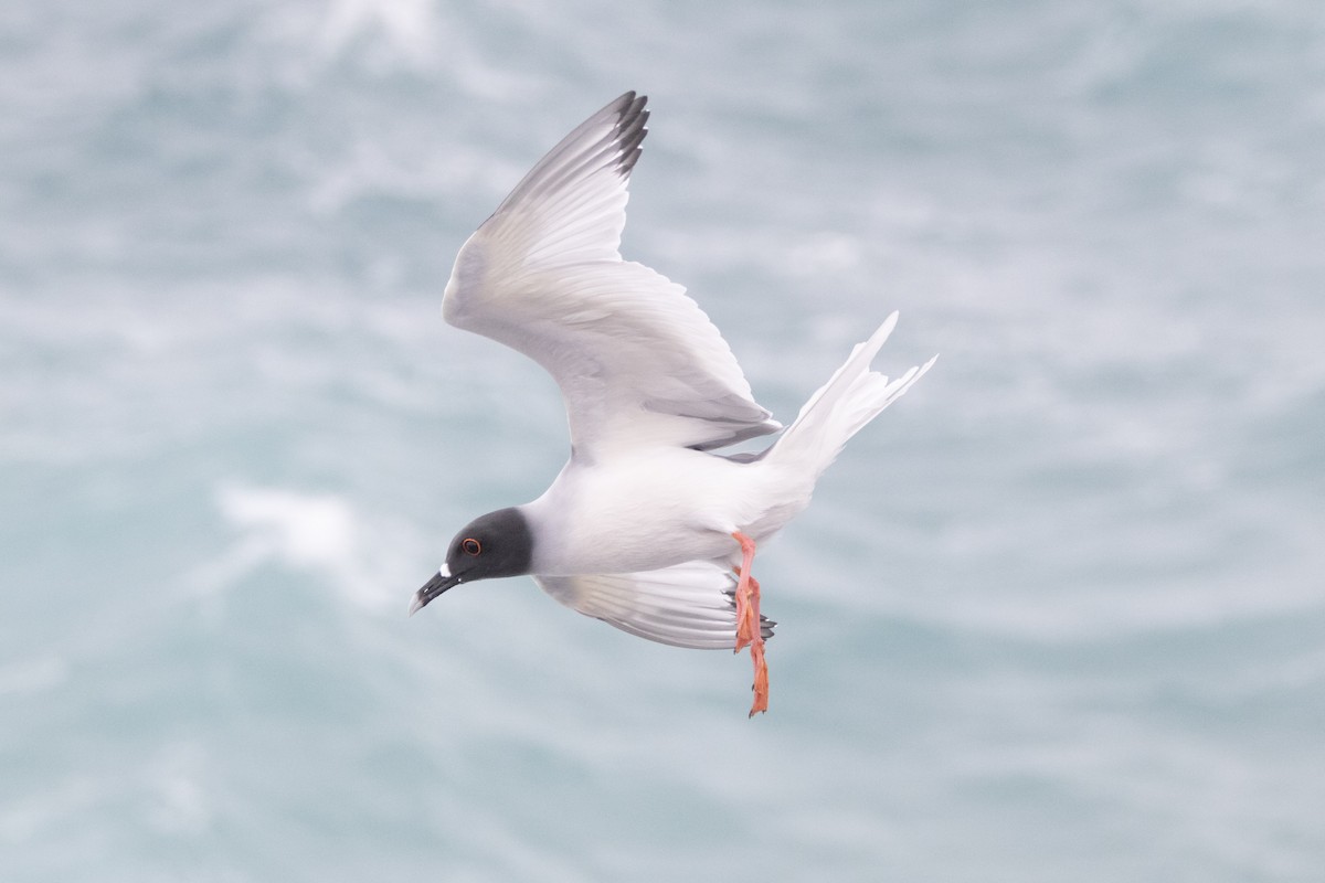 Swallow-tailed Gull - ML644621753