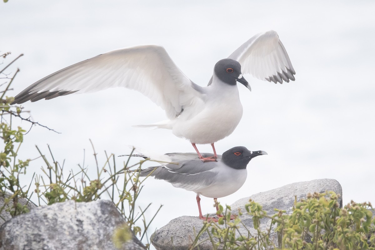 Swallow-tailed Gull - ML644621754
