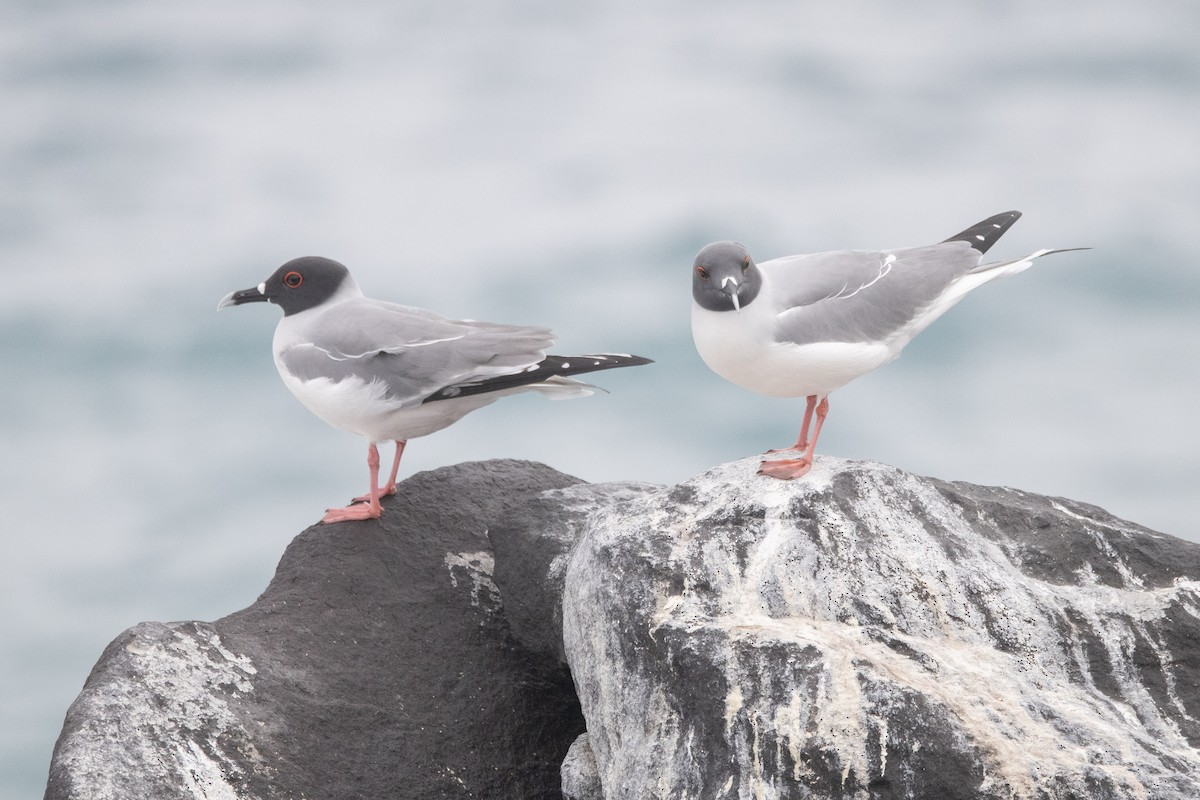 Swallow-tailed Gull - ML644621755