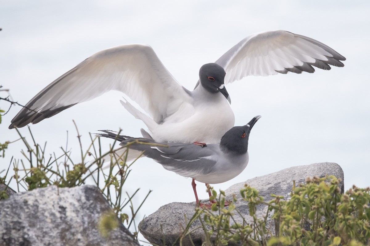 Swallow-tailed Gull - ML644621756