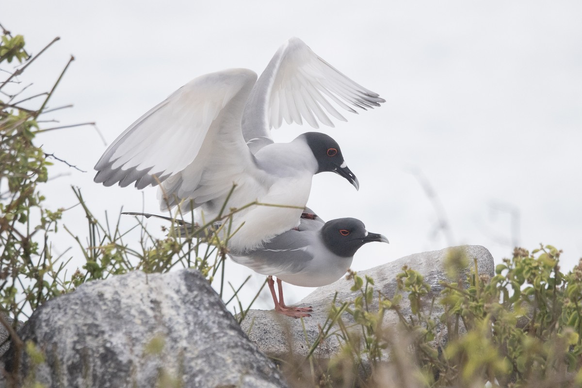 Swallow-tailed Gull - ML644621757