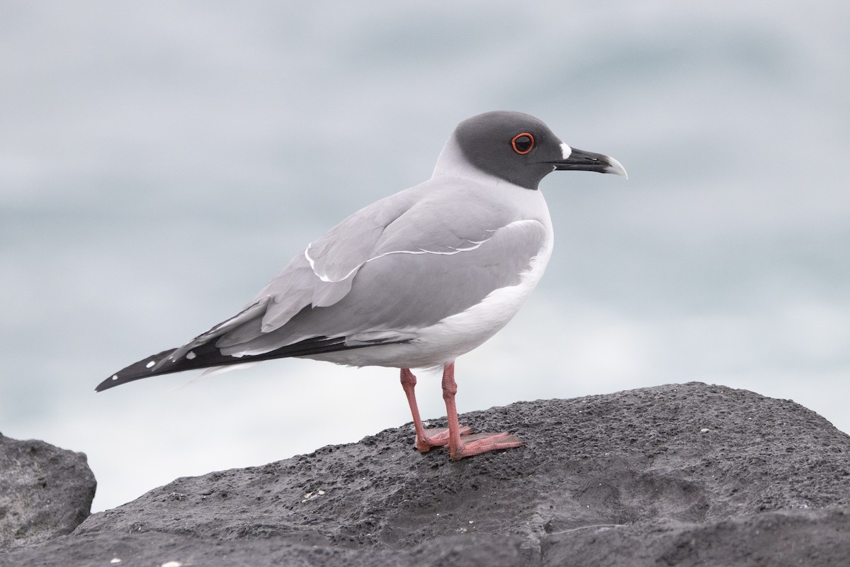 Swallow-tailed Gull - ML644621758