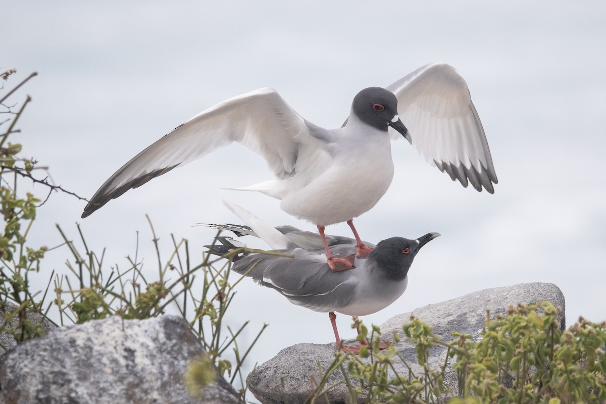Swallow-tailed Gull - ML644621759