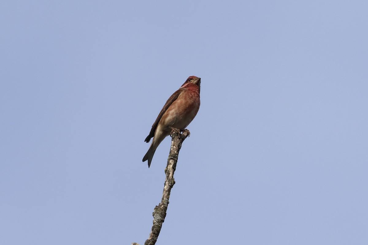 Purple Finch - ML644621760