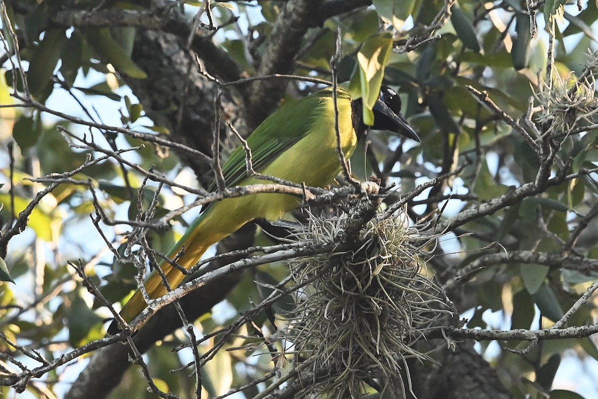 Green Jay - ML644621762