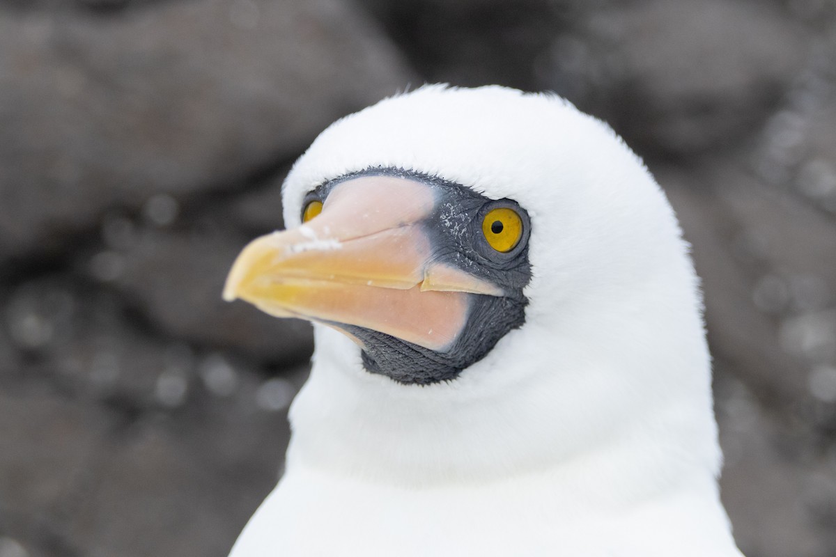 Nazcatölpel - ML644621768