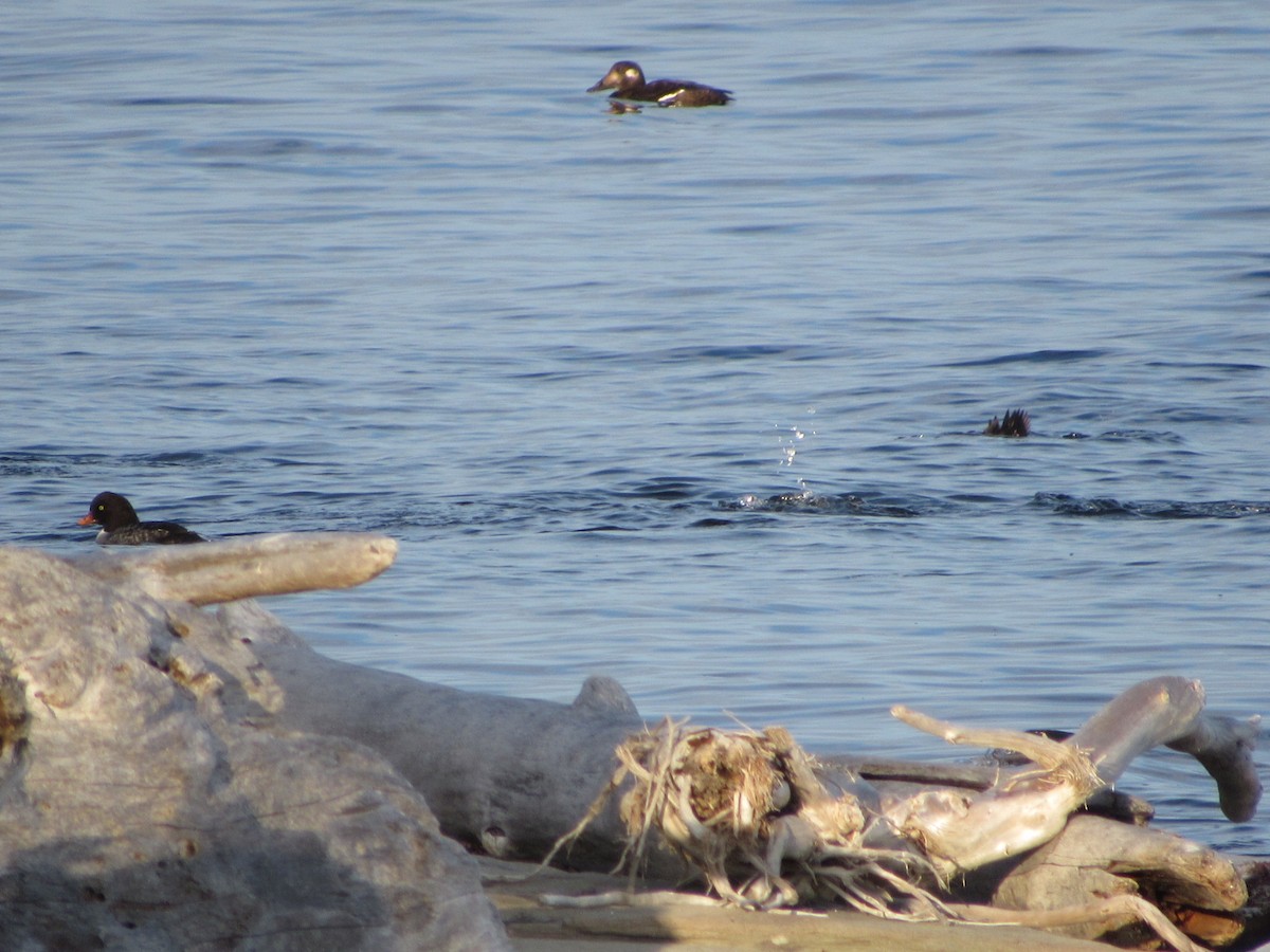 White-winged Scoter - ML644621775