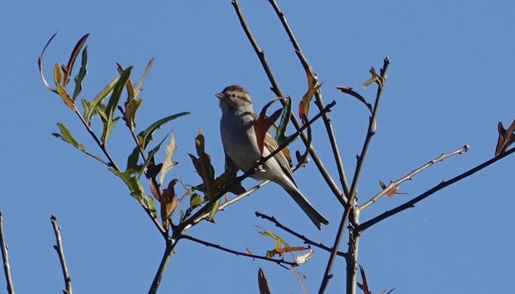 Cırcır Sesli Serçe - ML644621778