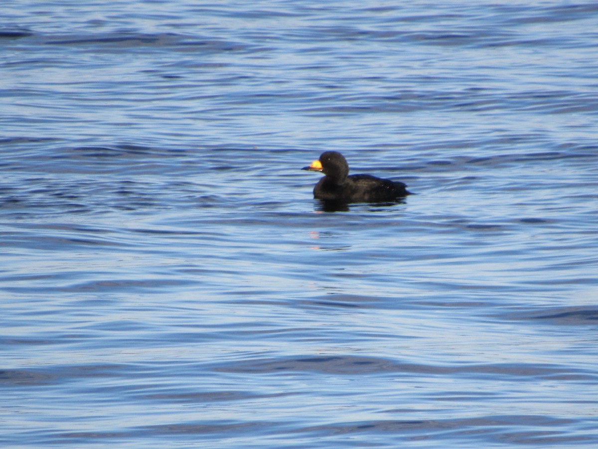 Black Scoter - ML644621784