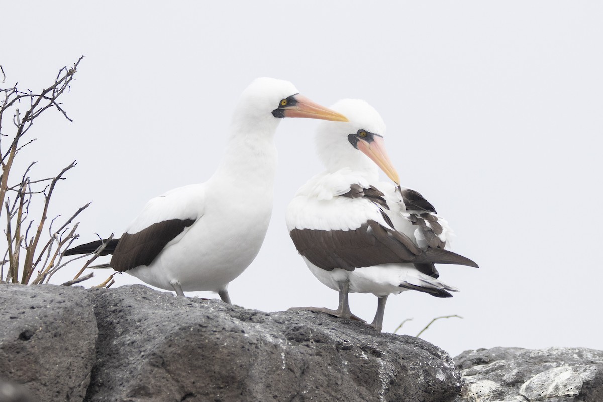 Nazcatölpel - ML644621788