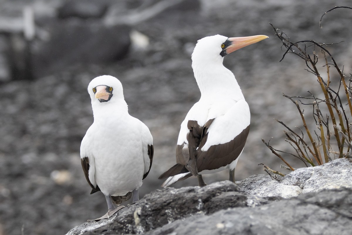 Nazcatölpel - ML644621789