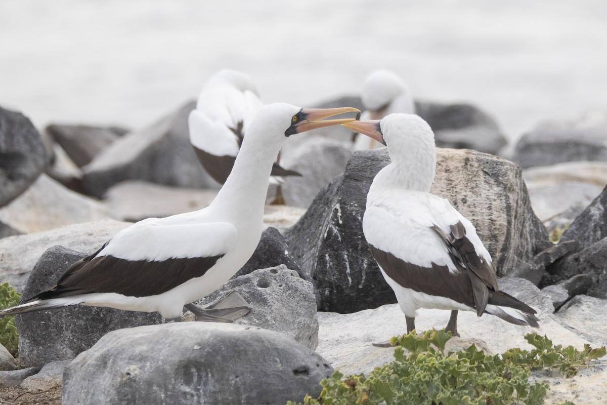 Nazcatölpel - ML644621790