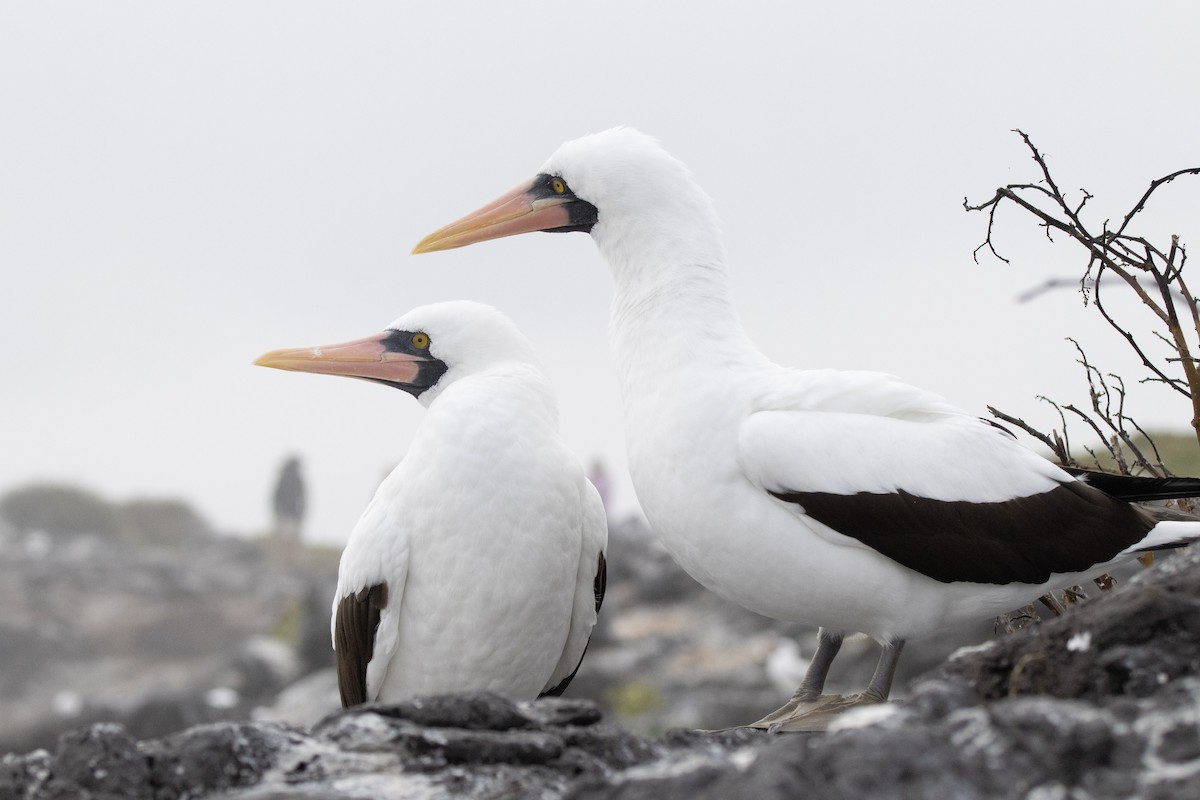 Nazcatölpel - ML644621791