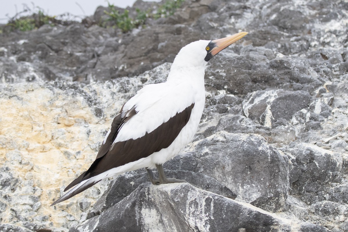 Nazcatölpel - ML644621792