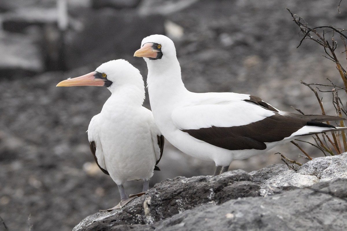 Nazcatölpel - ML644621793