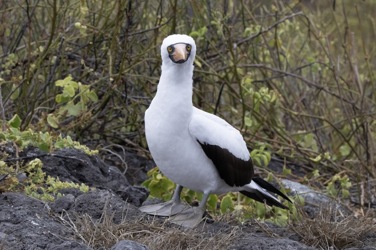 Nazcatölpel - ML644621794