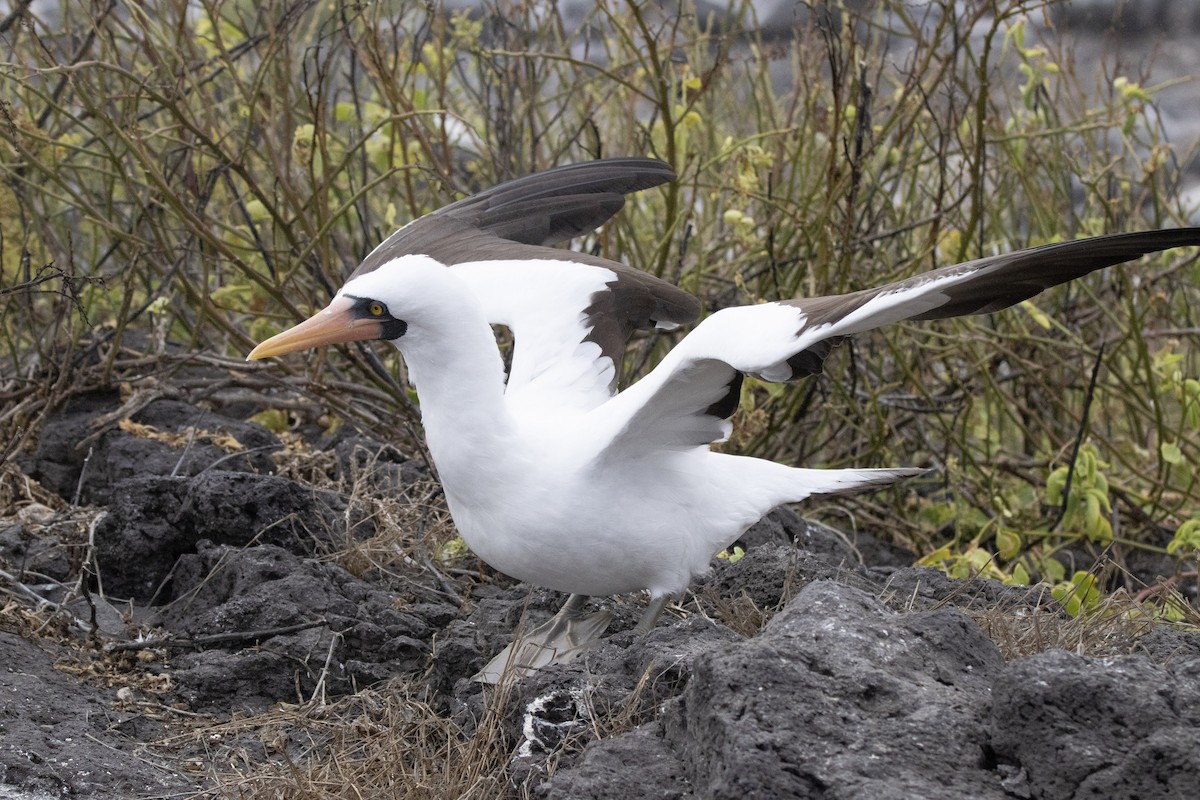 Nazcatölpel - ML644621795