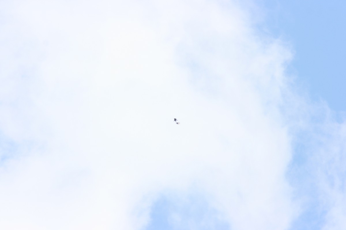 Ala Atmaca Kartalı - ML644621796