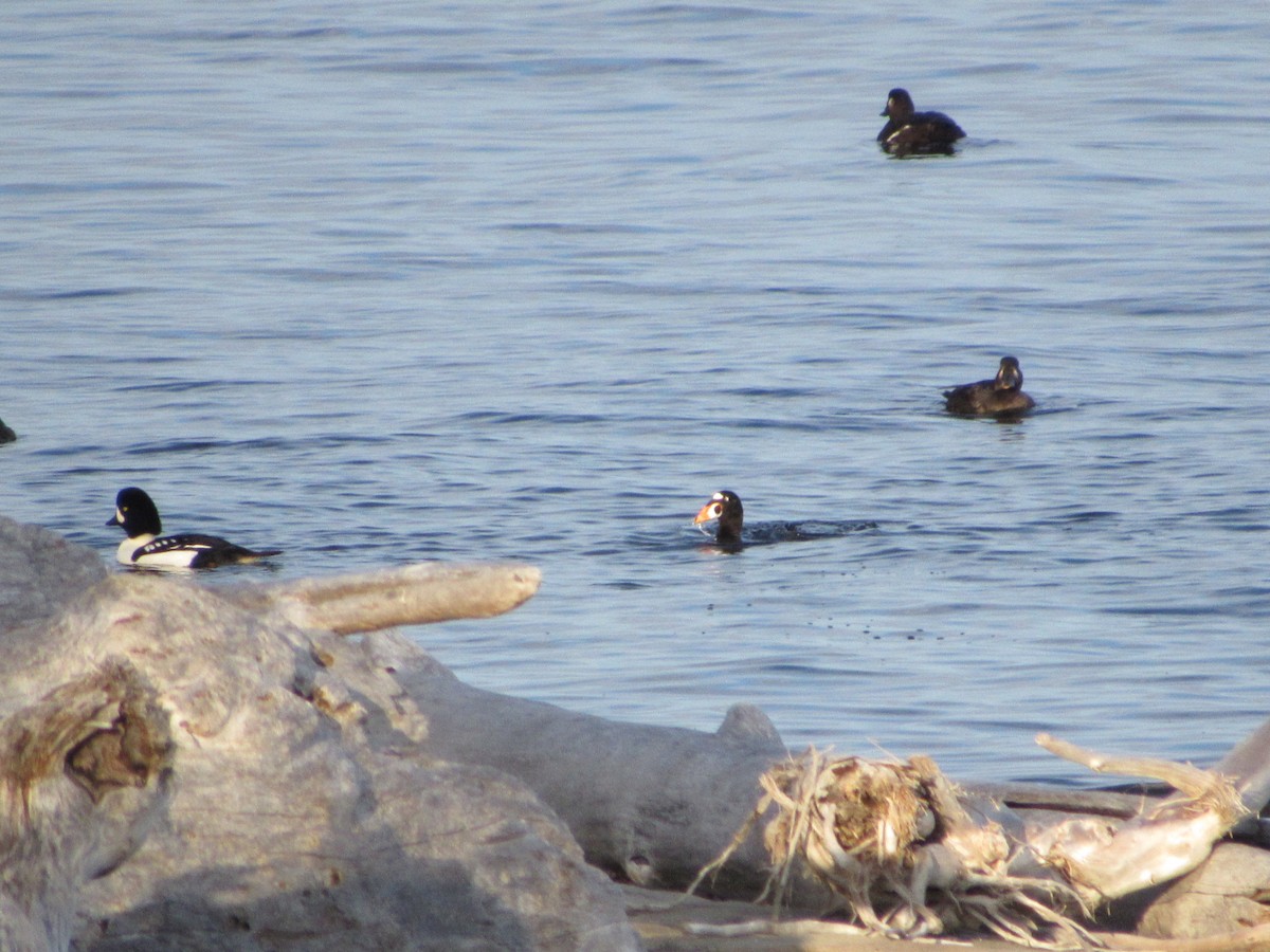 Barrow's Goldeneye - ML644621799