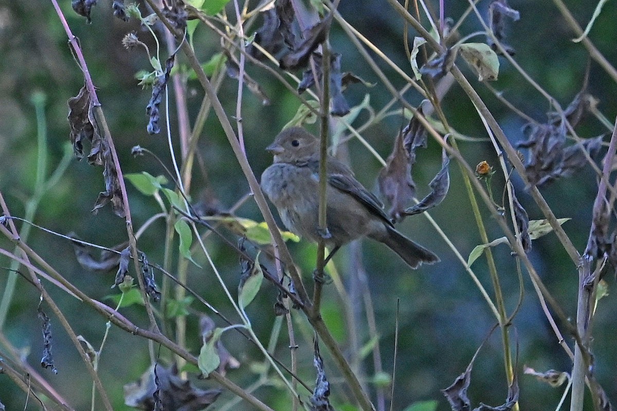 indigospurv - ML644621800