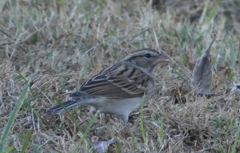 Cırcır Sesli Serçe - ML644621803