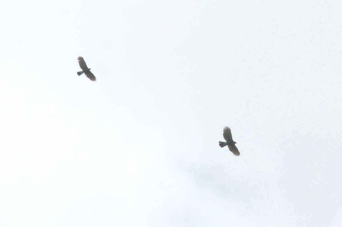 Ala Atmaca Kartalı - ML644621806