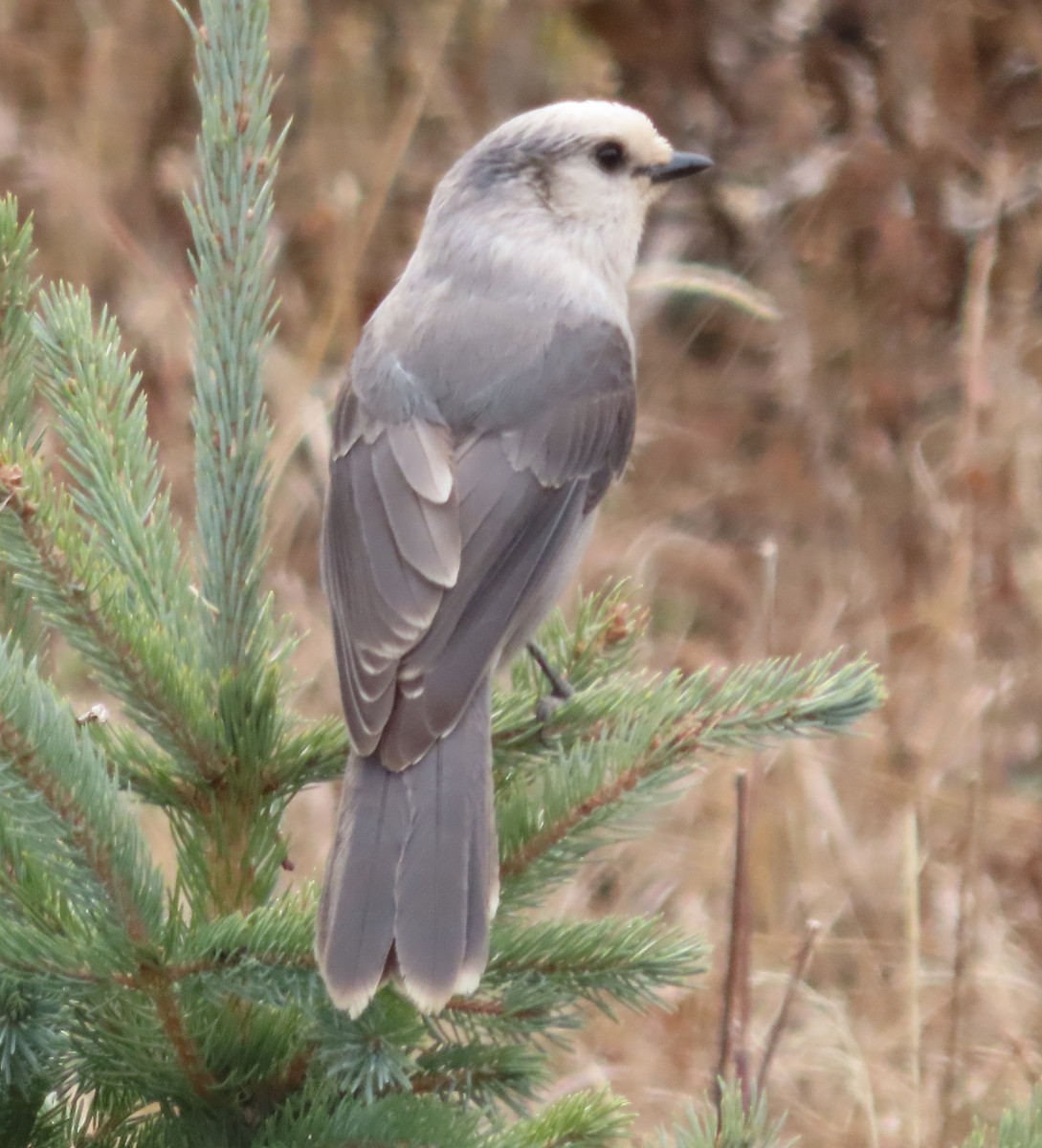 Canada Jay (Rocky Mts.) - ML644621810