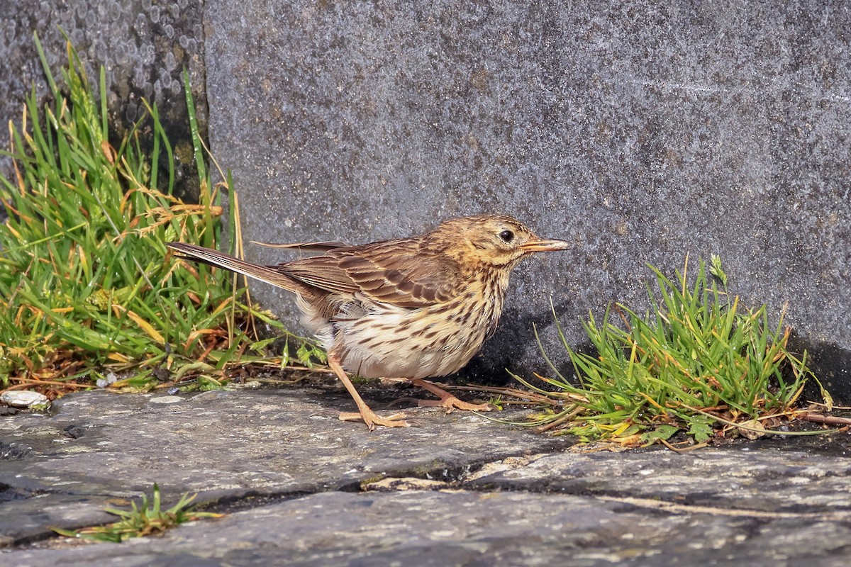 Negu-txirta - ML644621818