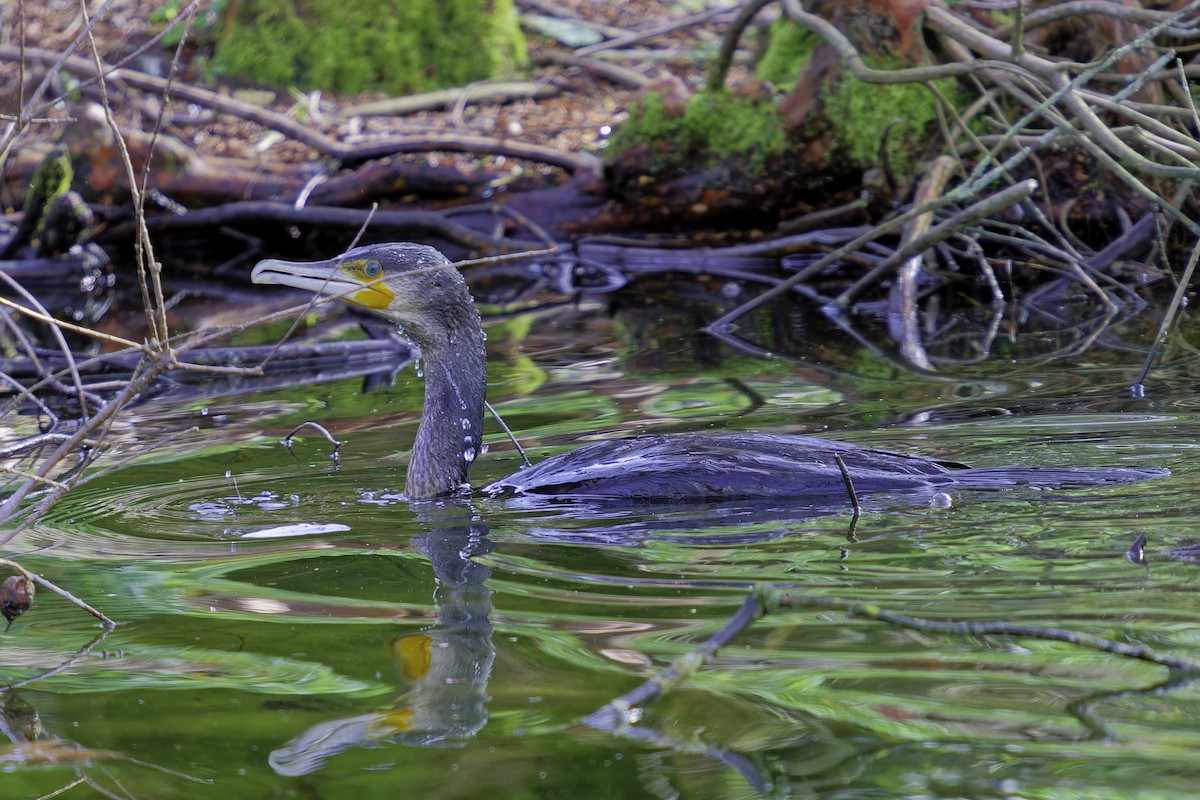 Cormorán Grande - ML644621819