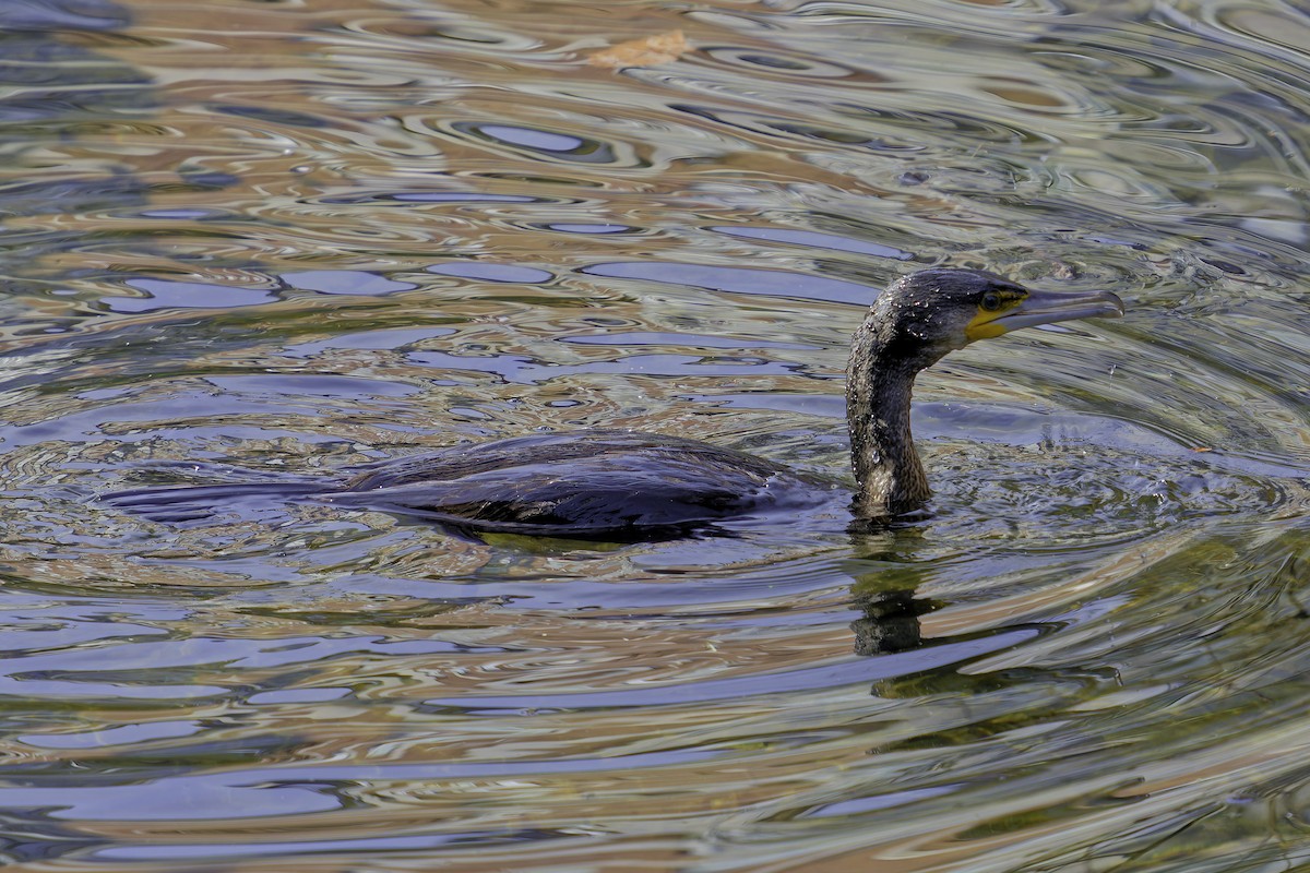 Cormorán Grande - ML644621820