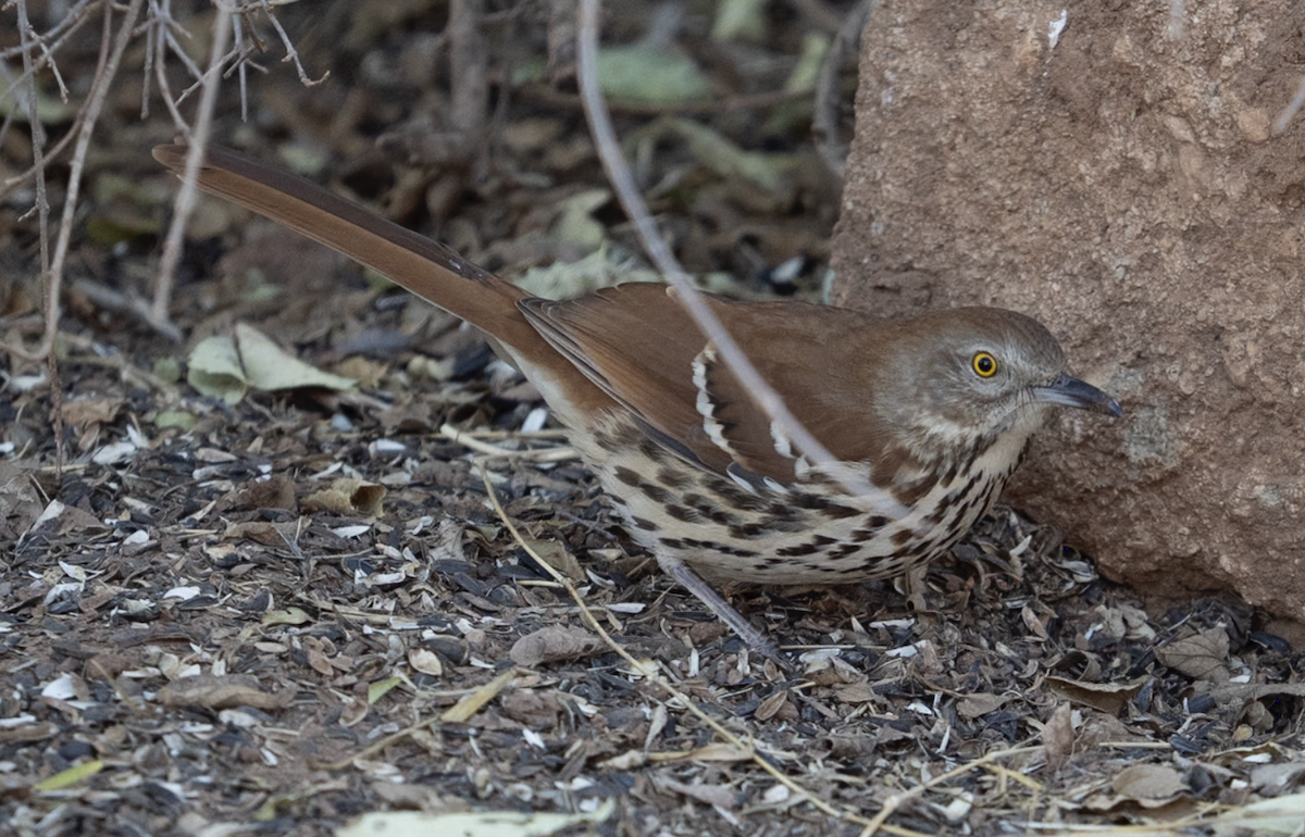 דשוש חום - ML644621825
